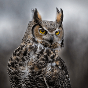 owl-288